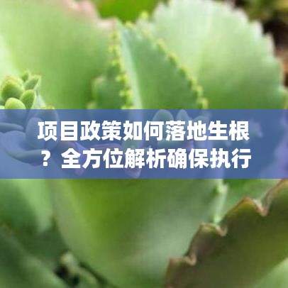 項目政策如何落地生根？全方位解析確保執(zhí)行到位的關鍵！