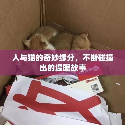 人與貓的奇妙緣分，不斷碰撞出的溫暖故事