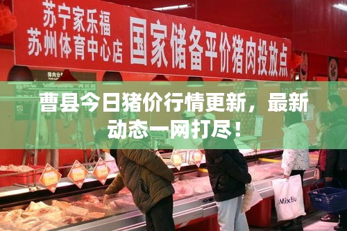 曹縣今日豬價行情更新，最新動態(tài)一網(wǎng)打盡！