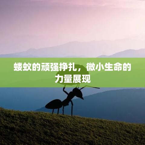 螻蟻的頑強(qiáng)掙扎，微小生命的力量展現(xiàn)