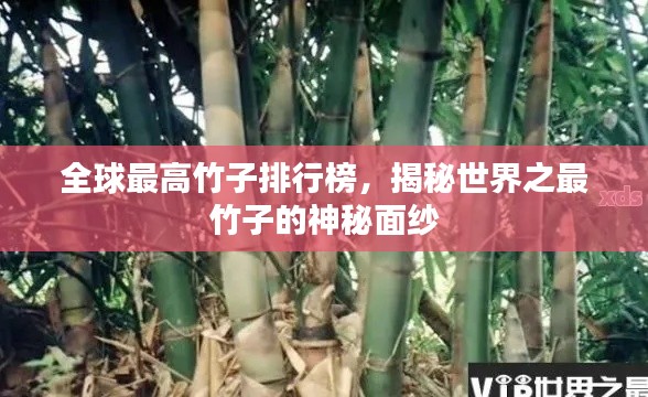全球最高竹子排行榜，揭秘世界之最竹子的神秘面紗