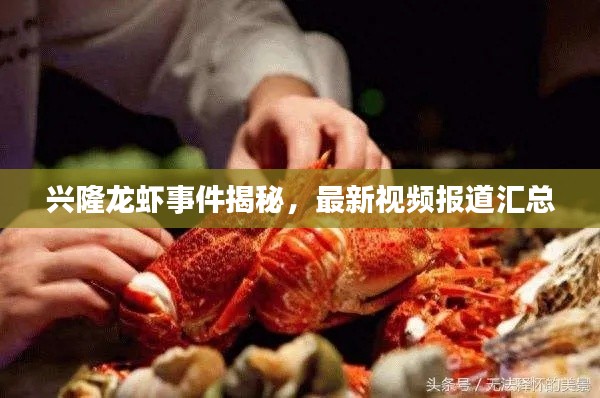 興隆龍蝦事件揭秘，最新視頻報(bào)道匯總