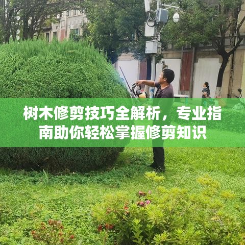 樹木修剪技巧全解析，專業(yè)指南助你輕松掌握修剪知識