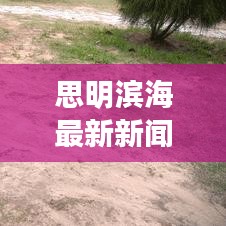 思明濱海最新新聞頭條，城市發(fā)展的活力與新動向