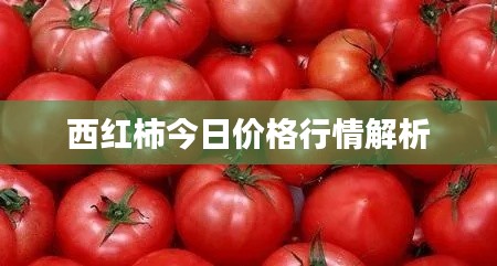 西紅柿今日價格行情解析