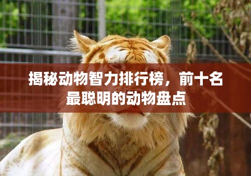 揭秘動(dòng)物智力排行榜，前十名最聰明的動(dòng)物盤點(diǎn)