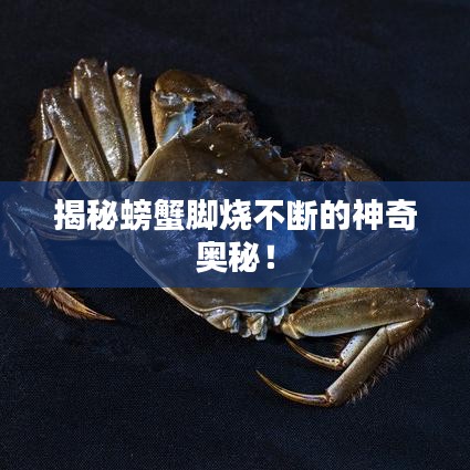 揭秘螃蟹腳燒不斷的神奇奧秘！