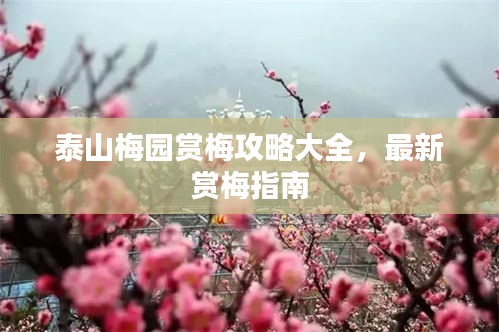 泰山梅園賞梅攻略大全，最新賞梅指南
