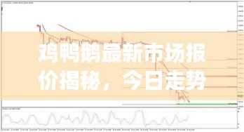 雞鴨鵝最新市場報(bào)價(jià)揭秘，今日走勢及影響因素深度解析