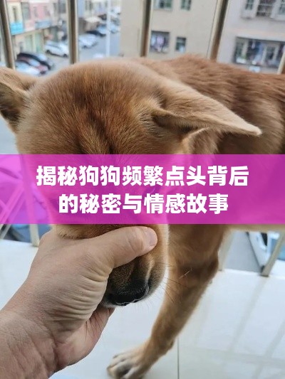 揭秘狗狗頻繁點頭背后的秘密與情感故事