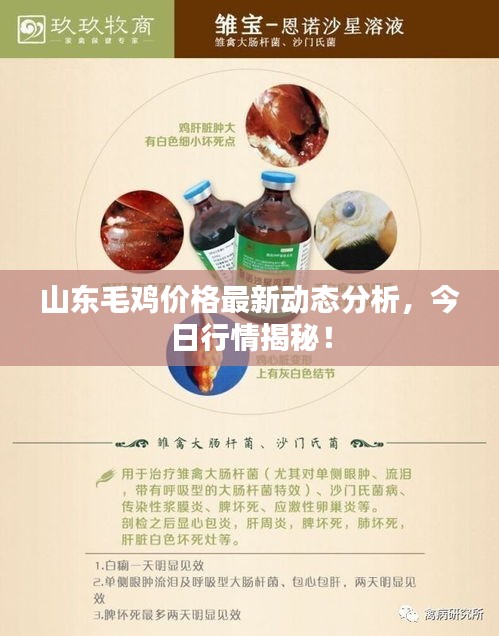 山東毛雞價(jià)格最新動態(tài)分析，今日行情揭秘！