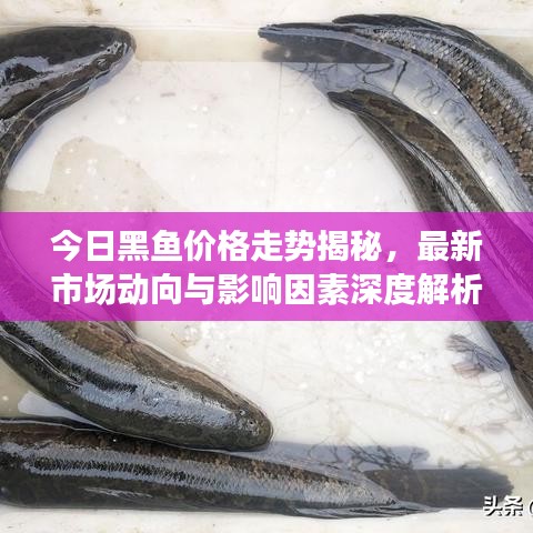 今日黑魚價格走勢揭秘，最新市場動向與影響因素深度解析