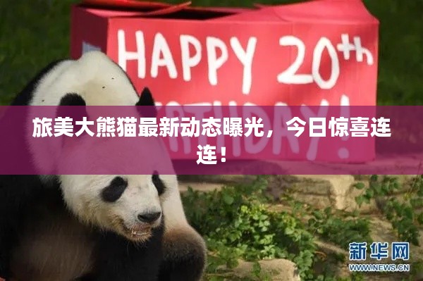 旅美大熊貓最新動態(tài)曝光，今日驚喜連連！