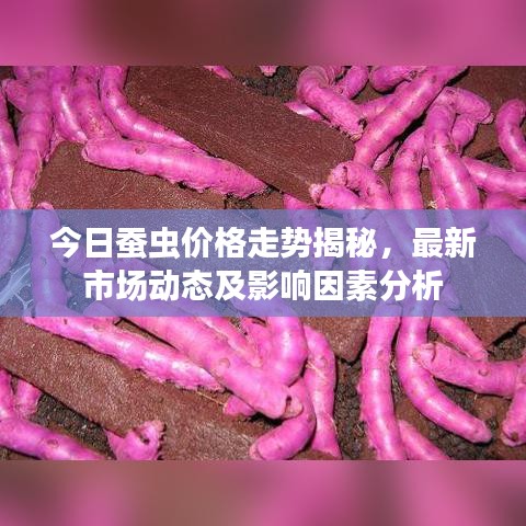 今日蠶蟲(chóng)價(jià)格走勢(shì)揭秘，最新市場(chǎng)動(dòng)態(tài)及影響因素分析