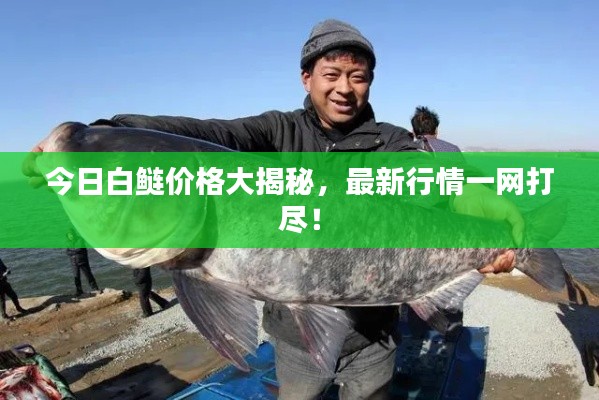 今日白鰱價格大揭秘，最新行情一網(wǎng)打盡！