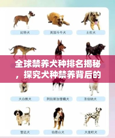 全球禁養(yǎng)犬種排名揭秘，探究犬種禁養(yǎng)背后的原因！