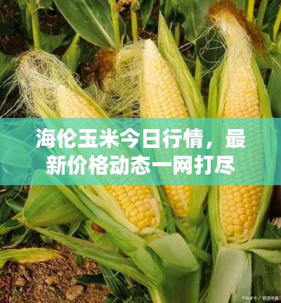 海倫玉米今日行情，最新價格動態(tài)一網(wǎng)打盡