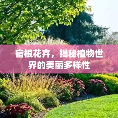 宿根花卉，揭秘植物世界的美麗多樣性