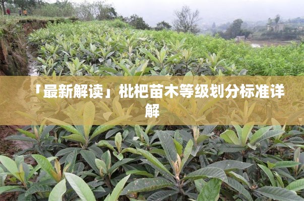 「最新解讀」枇杷苗木等級(jí)劃分標(biāo)準(zhǔn)詳解