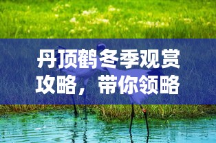 丹頂鶴冬季觀賞攻略，帶你領(lǐng)略絕美風(fēng)光！