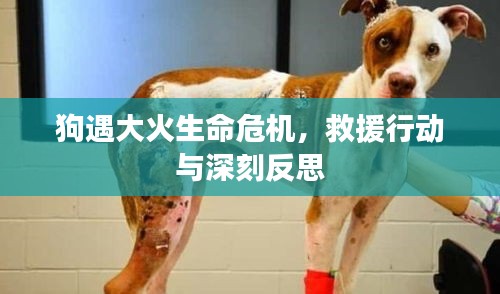 狗遇大火生命危機(jī)，救援行動與深刻反思