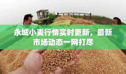 永城小麥行情實時更新，最新市場動態(tài)一網(wǎng)打盡