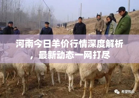 河南今日羊價行情深度解析，最新動態(tài)一網(wǎng)打盡