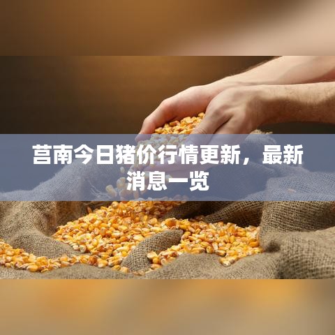 莒南今日豬價行情更新，最新消息一覽