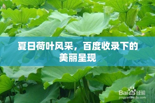 夏日荷葉風采，百度收錄下的美麗呈現(xiàn)