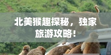北美猴趣探秘，獨家旅游攻略！