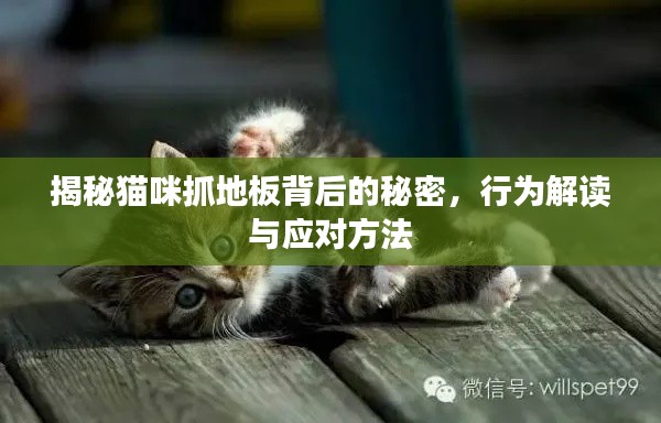 揭秘貓咪抓地板背后的秘密，行為解讀與應(yīng)對(duì)方法