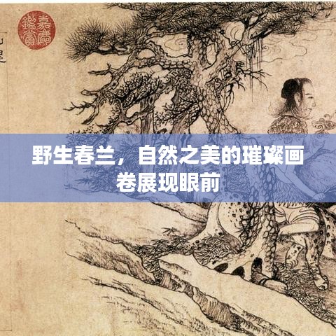 野生春蘭，自然之美的璀璨畫卷展現(xiàn)眼前