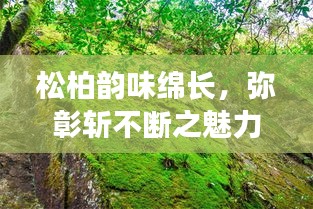 松柏韻味綿長，彌彰斬不斷之魅力