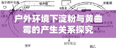 戶(hù)外環(huán)境下淀粉與黃曲霉的產(chǎn)生關(guān)系探究