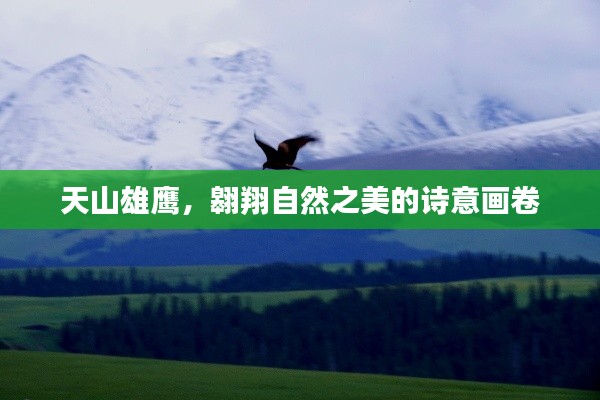 天山雄鷹，翱翔自然之美的詩意畫卷