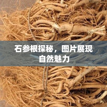 石參根探秘，圖片展現(xiàn)自然魅力