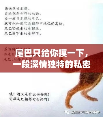 尾巴只給你摸一下，一段深情獨(dú)特的私密故事