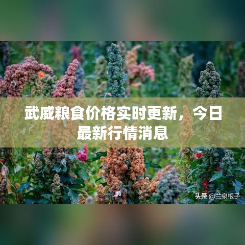 武威糧食價格實時更新，今日最新行情消息