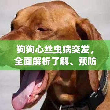 狗狗心絲蟲病突發(fā)，全面解析了解、預(yù)防與應(yīng)對措施
