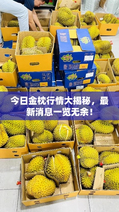 今日金枕行情大揭秘，最新消息一覽無(wú)余！