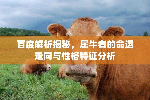 百度解析揭秘，屬牛者的命運(yùn)走向與性格特征分析
